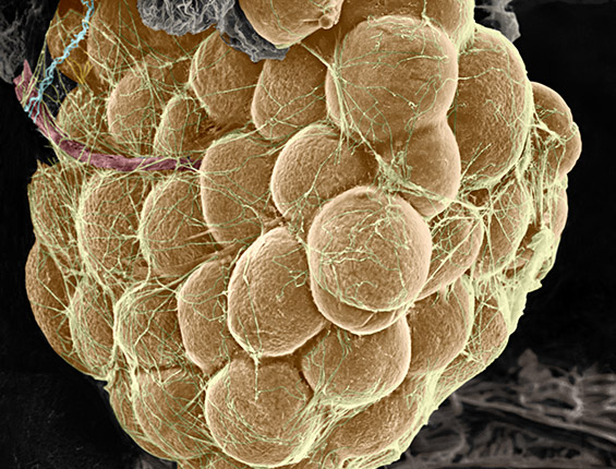 Adipose Cells